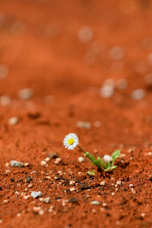 Blooming daisy plant surviving on red hot desertの写真素材
