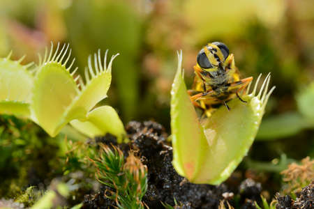 Bee-like fly insect approaching and being captured by Venus fly trap carnivorous plant, Dionea muscipulaの写真素材