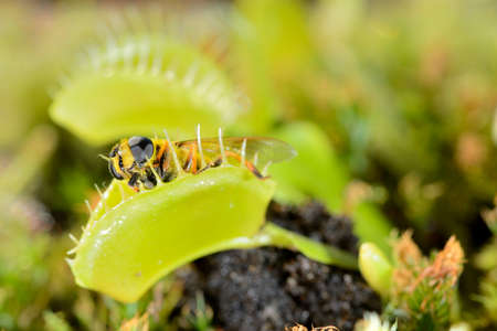 Bee-like fly insect approaching and being captured by Venus fly trap carnivorous plant, Dionea muscipulaの写真素材