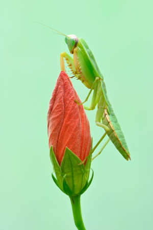 Hood praying mantis from Asia in green mimicry color.の写真素材
