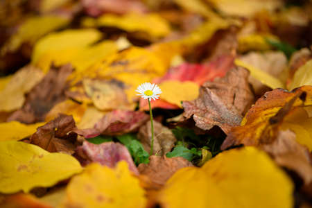 Isolated daisy flower growing out of bed of dead leaves of yellow ironwood tree as resilience...