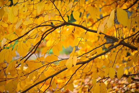 Parrotia persica, Persian ironwood deciduous tree related to the witch-hazel. Native to Iran's...