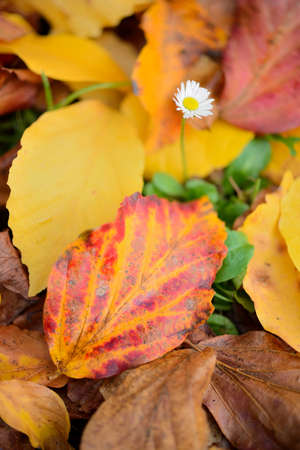 Isolated daisy flower growing out of bed of dead leaves of yellow ironwood tree as resilience ability.の写真素材