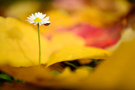 Isolated daisy flower growing out of bed of dead leaves of yellow ironwood tree as resilience ability with ladybug.の写真素材