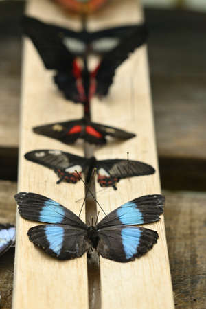Spreading board to prepare and dry dead butterflies in a collectionの写真素材