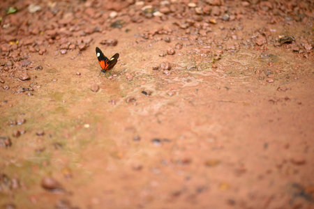 Butterfly drinking water on ground after long awaited rains