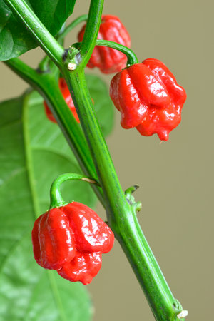 Carolina Reaper hot pepper, cultivar of the Capsicum chinense plant, in 2017 Guinness World Records declared it the hottest chili pepper in the world.の写真素材