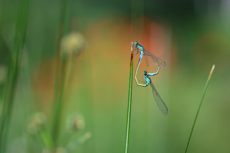 Mating damselflies perched on water reed under the sunの写真素材