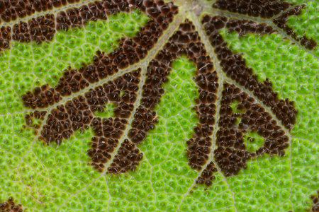 Detail of leaf of Begonia masoniana house plant