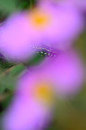 Italian lizard hiding among pink rock rose flowersの写真素材