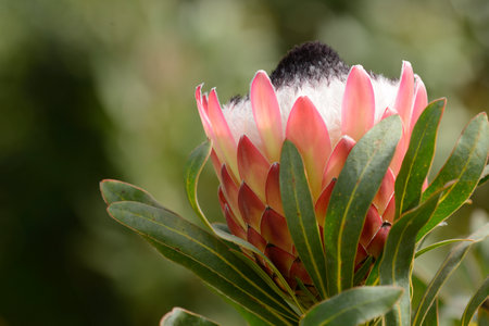 King protea South African flower with large striking pink displayの写真素材