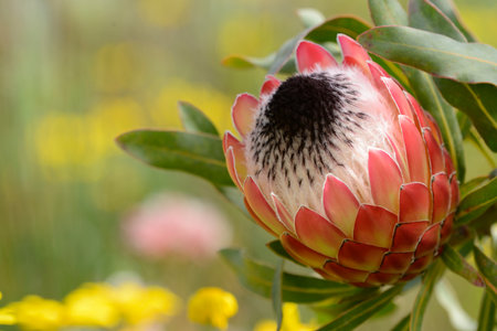King protea South African flower with large striking pink displayの写真素材