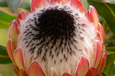 King protea South African flower with large striking pink displayの写真素材