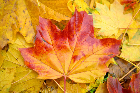 Vibrant leaves in Autumn Season on trees and carpeting the ground in hues.の写真素材