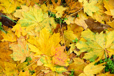Vibrant leaves in Autumn Season on trees and carpeting the ground in hues.