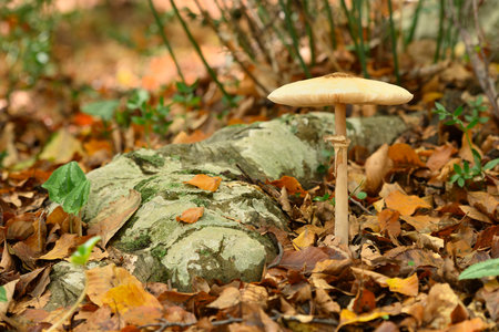 Mushroom growing near beech tree root in Autumnの写真素材