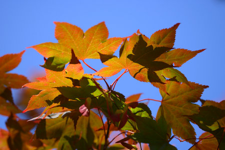Detail of vivid red and green leaves of ornamental maple tree japanese gardenの写真素材