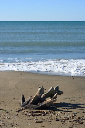 Stranded tree log on a Mediterranean sand beach and view of the horizonの写真素材