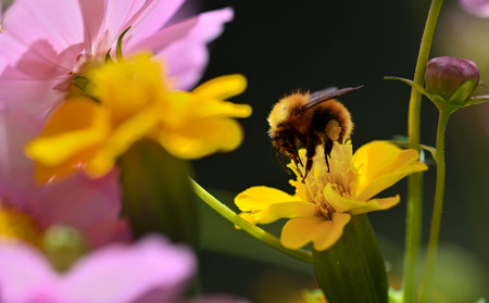 Bumblebee on vibrant flowers to collect pollen on her legsの写真素材