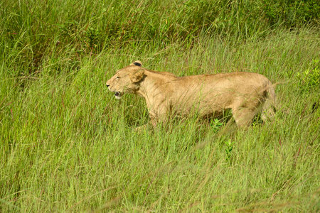 Lions roaming in Tanzania green savanah during rain seasonの写真素材