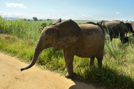 African elephant family roaming in Tanzania green savanah during rainy seasonの写真素材