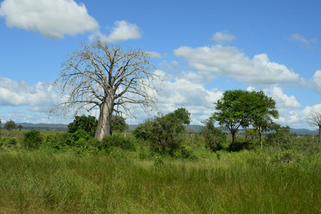 Majestic baobab trees, symbol of life and resilience in the African savannahの写真素材
