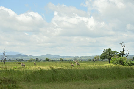 Giraffes roaming on green grass savanah of Tanzaniaの写真素材