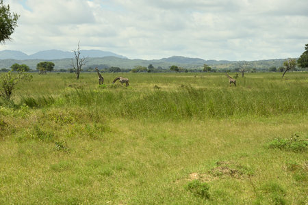 Giraffes roaming on green grass savanah of Tanzaniaの写真素材