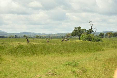Giraffes roaming on green grass savanah of Tanzaniaの写真素材