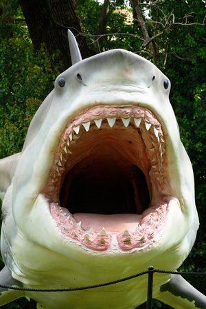 Shot of a life-sized Otodus megalodon model featuring massive open jaws lined with rows of sharp teeth. This paleontology exhibit specimen highlights the anatomy of the extinct giant prehistoric predator.