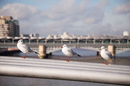 Seagulls sitting on Millenium Bridge in London.