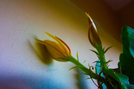 particular yellow flower bloom grown on a succulent plantの写真素材