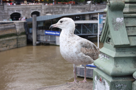 seagull on the Thames River in Londonのeditorial素材