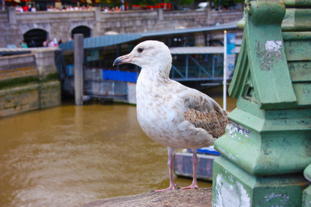 seagull on the Thames River in Londonのeditorial素材