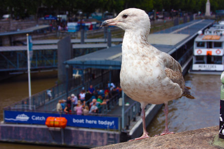seagull on the Thames River in Londonのeditorial素材