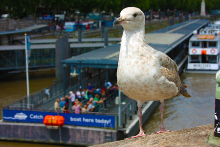 seagull on the Thames River in Londonのeditorial素材