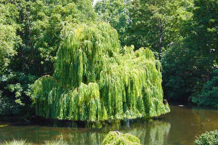 big tree or green water plant on a pond in london park in UK