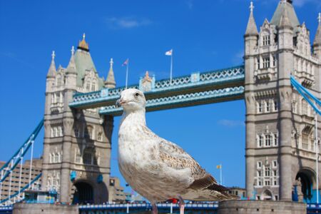 Selective focus on an English seagull. in the background the ancient tower of london in Ukの写真素材