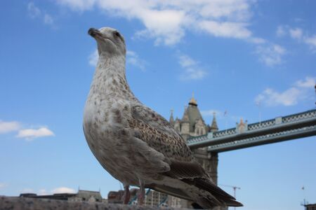 Selective focus on an English seagull. in the background the ancient tower of london in Ukの写真素材