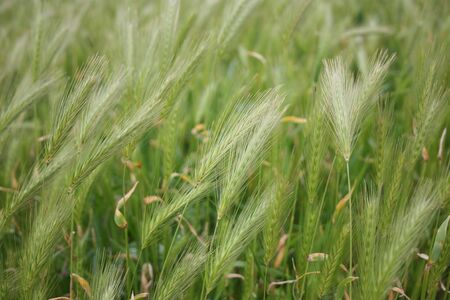 great background of a green field full of ears of wheat in the lush Tuscan hills of September in italian countrysideの写真素材
