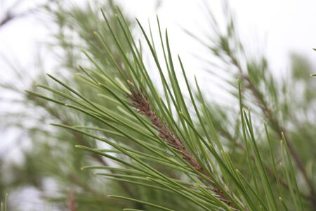 close-up of a small sprig of rosemary green wild herb in mediterranean land