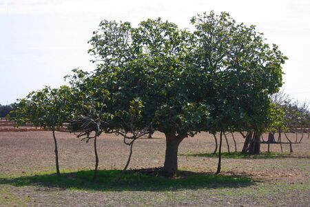 lonely fig fruit trees grown in the arid dry summer soil of the Balearic Islands in Formentera in...