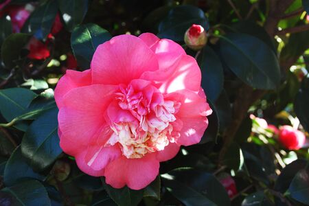 close up of a pink buds and a blossomed fuchsia blossom in the foreground in a flowering garden treeの写真素材
