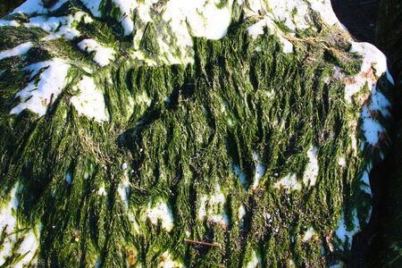 seaweed and slimy green moss on a white rock in the wildlife