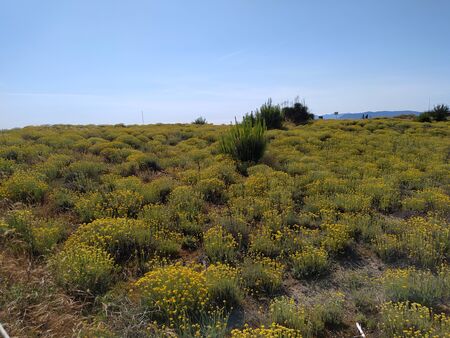yellow flowers and wild bushes of wild vegetation on the dunes in versiliaの写真素材