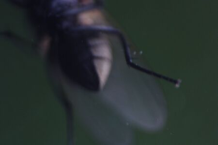 artistic dark macro slide detail of common fly blurred with intentional backgroundの写真素材