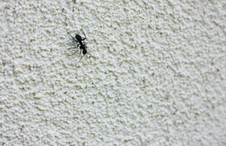 a giant black ant walks on a white cropped concrete wall on a buildingの写真素材