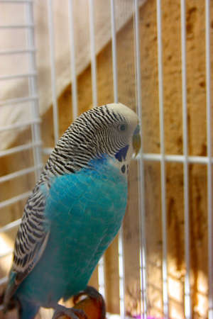 budgie. blue and white parakeet enclosed in its cage