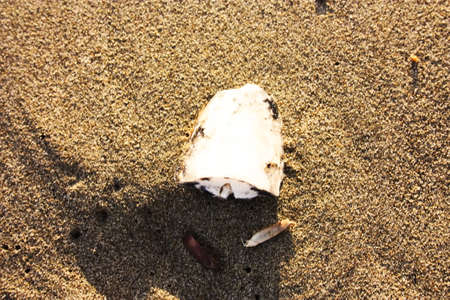 piece of dry white cuttlefish bone on the sand