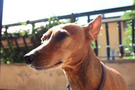 young specimen puppy dog â€‹â€‹breed. pet in the terrace of the house where he lives...